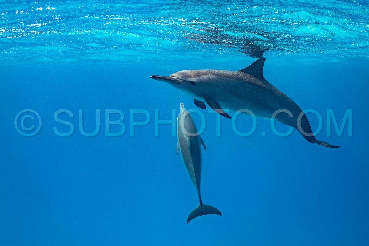 Photo de Deux dauphins tourneurs (Stenella longirorstris) nageant sur le sable dans le récif de Sataya - Egypte - Mer Rouge