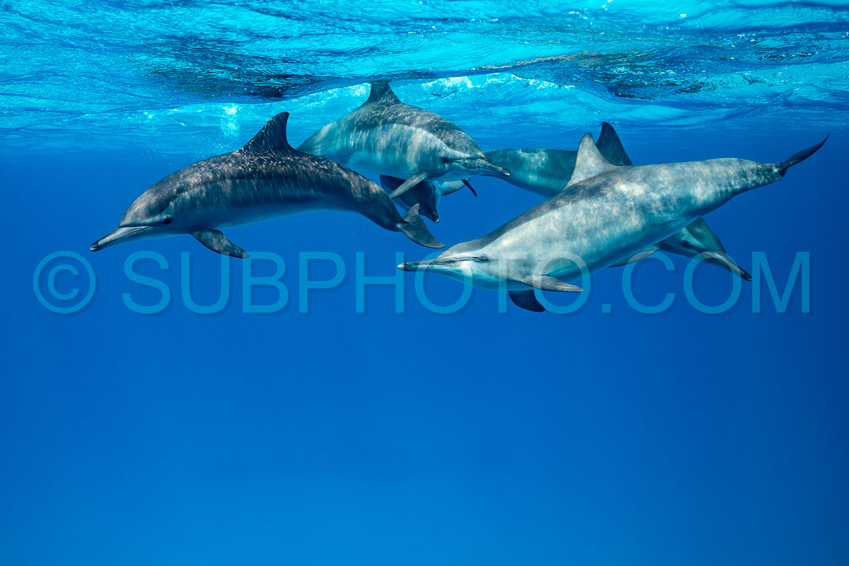 Photo de Groupe de dauphins à long bec (Stenella longirorstris) nageant sur le sable dans le récif de Sataya - Égypte - mer Rouge