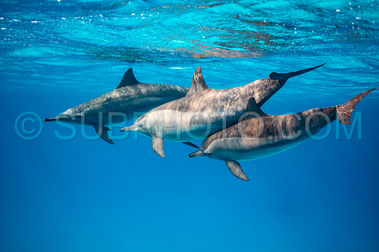 Photo de Groupe de dauphins à long bec (Stenella longirorstris) nageant sur le sable dans le récif de Sataya - Égypte - mer Rouge