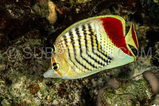 Photo de Poisson-papillon érythréen
