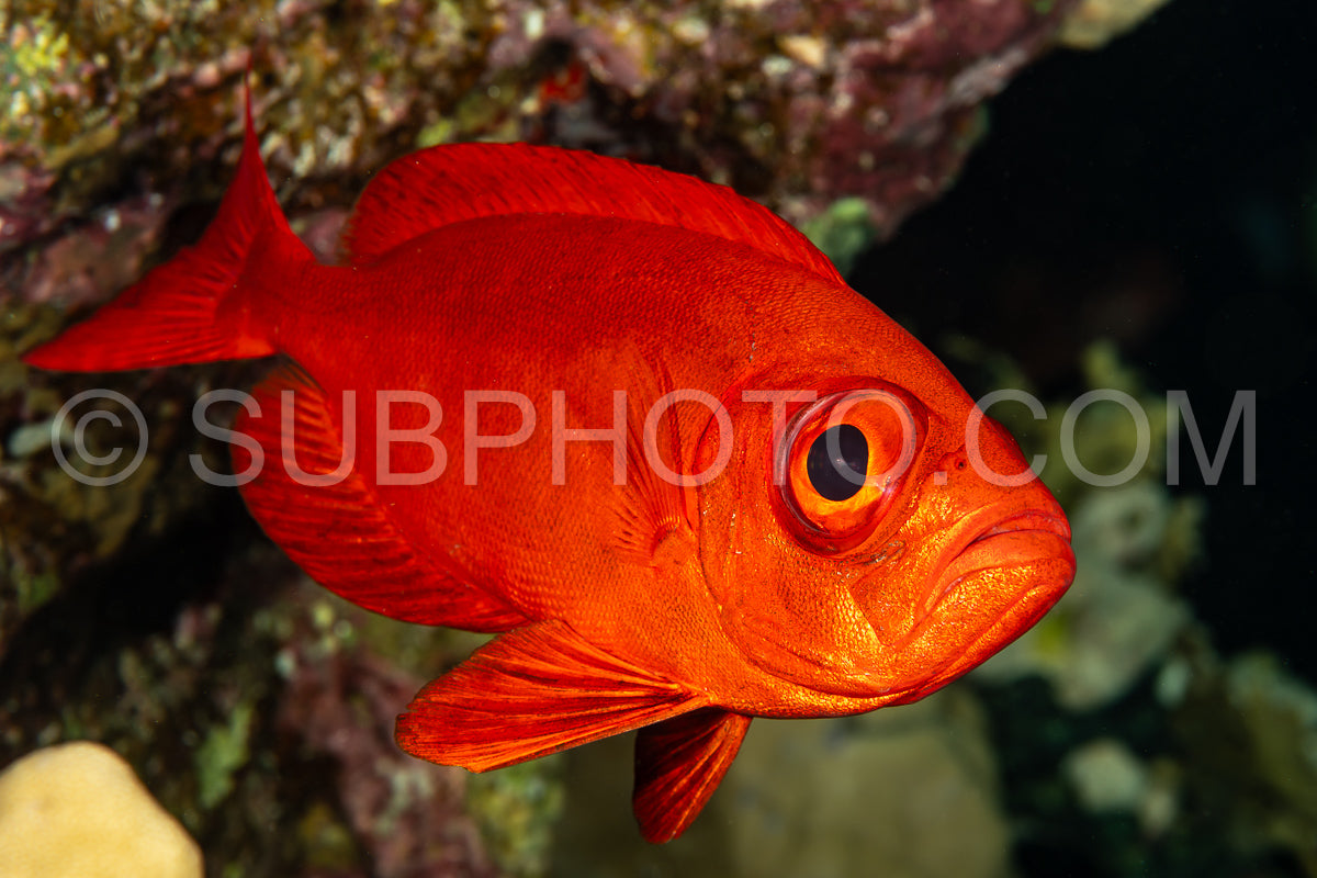 Photo de Poisson rouge à queue lunaire dans la mer Rouge