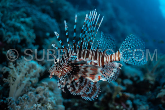 Photo de Poisson-lion rouge