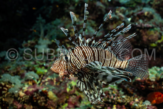 Photo de Poisson-lion rouge