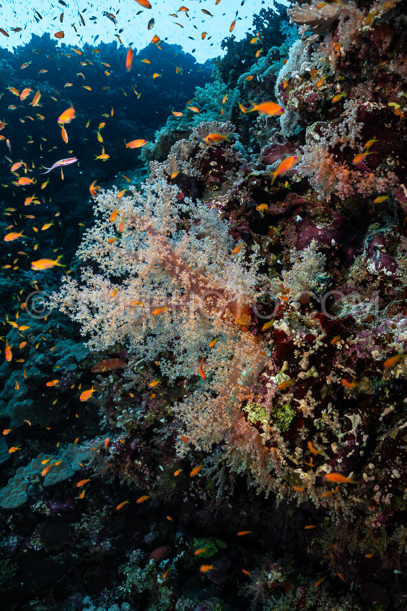 soft coral in the Red Sea