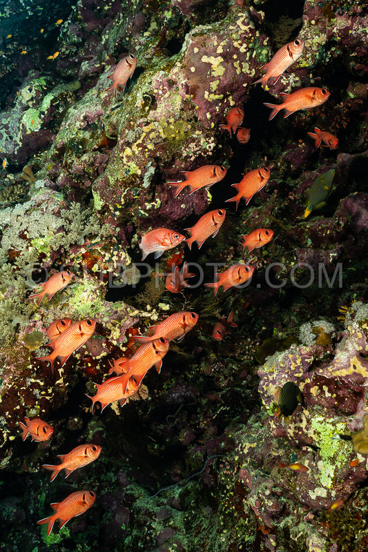 Photo de banc de poissons-soldats pourpres