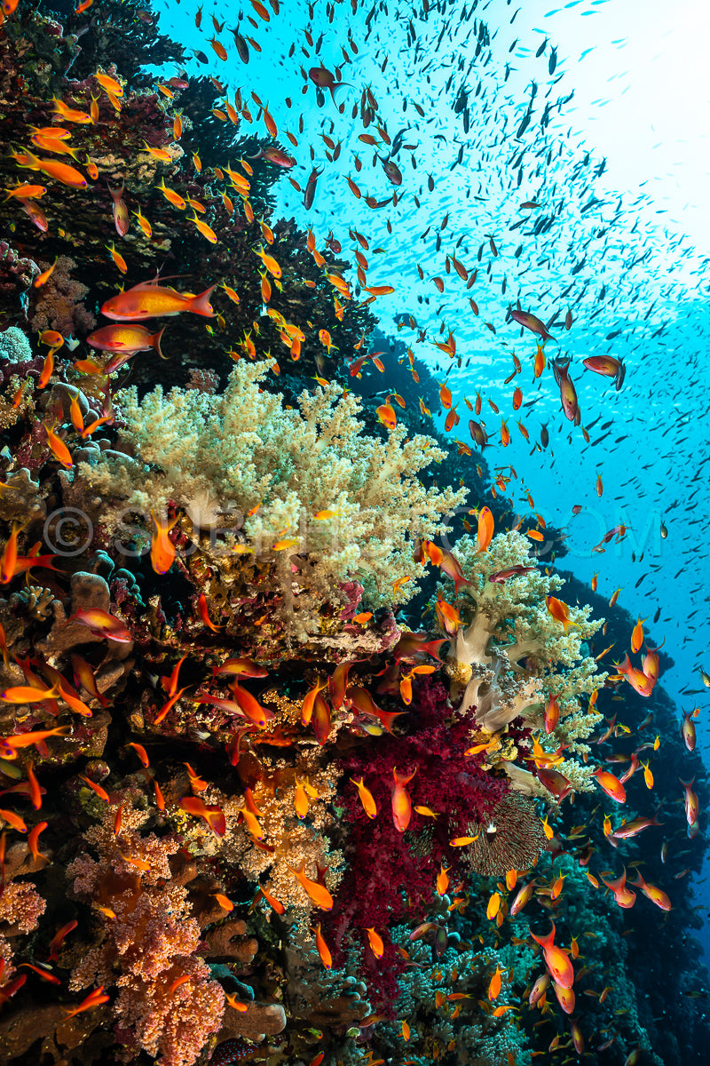 Photo de Banc d'anthias lyretail orphie de mer ou basset orange