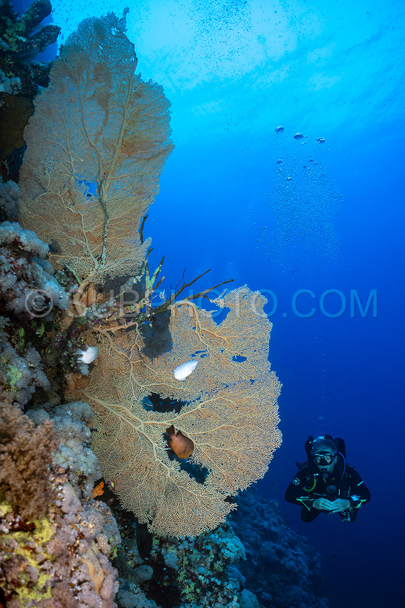 Diver with Hickson gorgonia in the Red Sea
